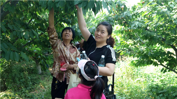 Thăm vườn cherry